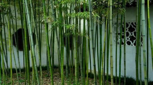 门口种竹子风水禁忌(庭院种植竹子方位讲究)