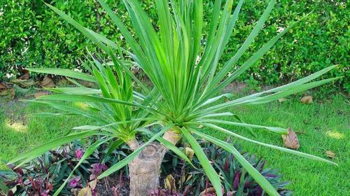 客厅最旺宅的大型植物(客厅养7种绿植最旺家)