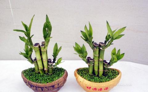 什么花镇宅辟邪招财(镇宅招财旺人的3大植物)