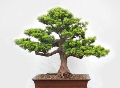 风水树哪种最好(5种富贵树招财又旺宅)