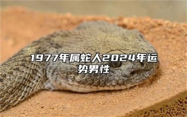 属蛇今年整体运势如何，上半年每个月的运势怎么样