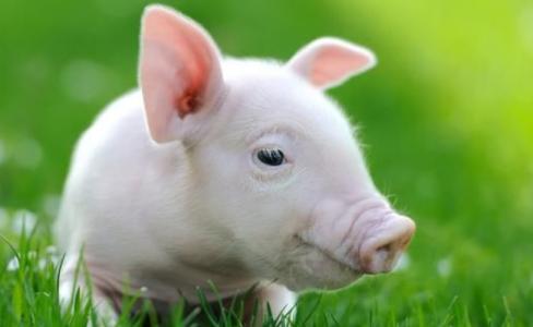 2025年2月8日生肖猪感情运势如何（生肖猪和什么生肖最配）