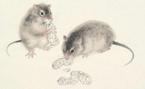 2025年2月12日生肖鼠运势好不好(生肖鼠适合追求哪些方面的发展)