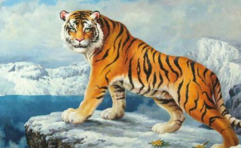 2025年2月5日生肖虎运势好不好(生肖虎适合追求哪些方面的发展)